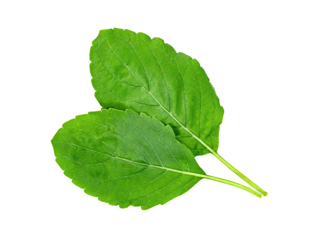 Holy Basil leaf or thai basil or Ocimum sanctum isolated on white background ,Green leaves pattern photo