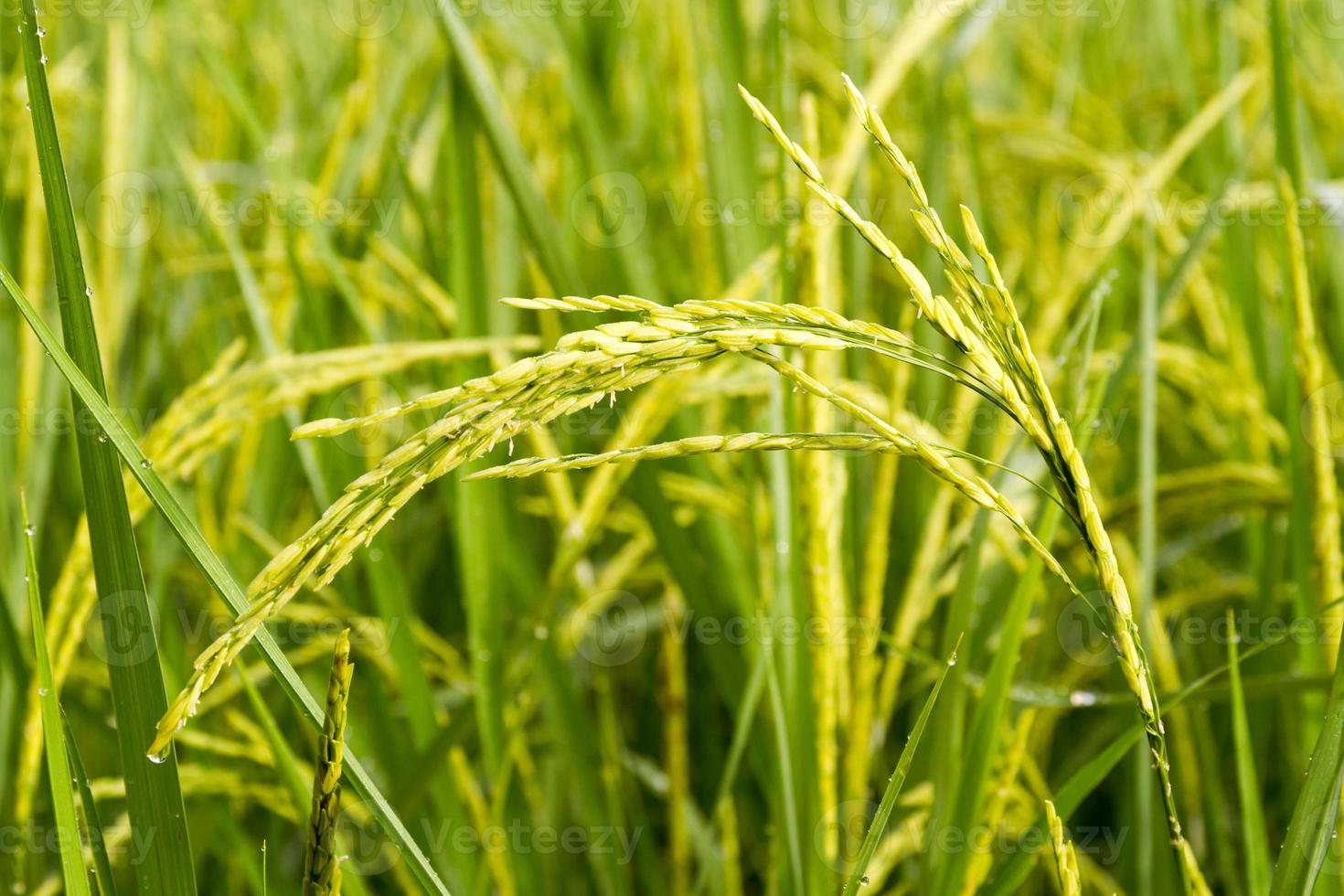 close up of rice paddy. photo