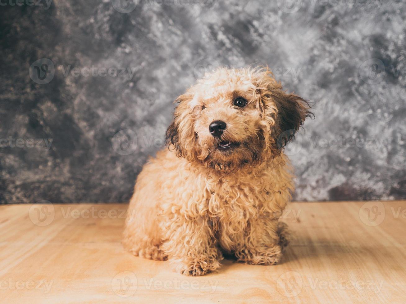 Small  poodle puppy on  grunge background. photo