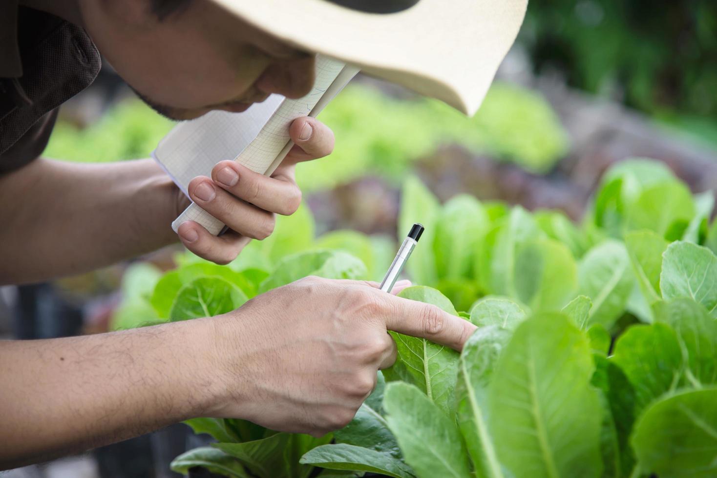 Farm man working in his organic lettuce garden - smart farm people in clean organic agricultural concept photo