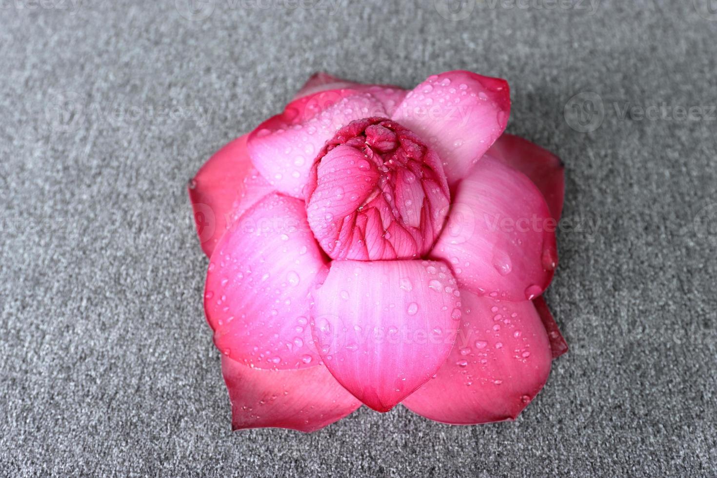 A blooming lotus flower of pink color over dark background 10102820