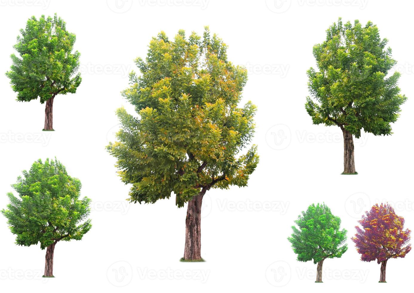 Beautiful collection of trees in Thailand's tropical rainforest on white background. Easy to use photo