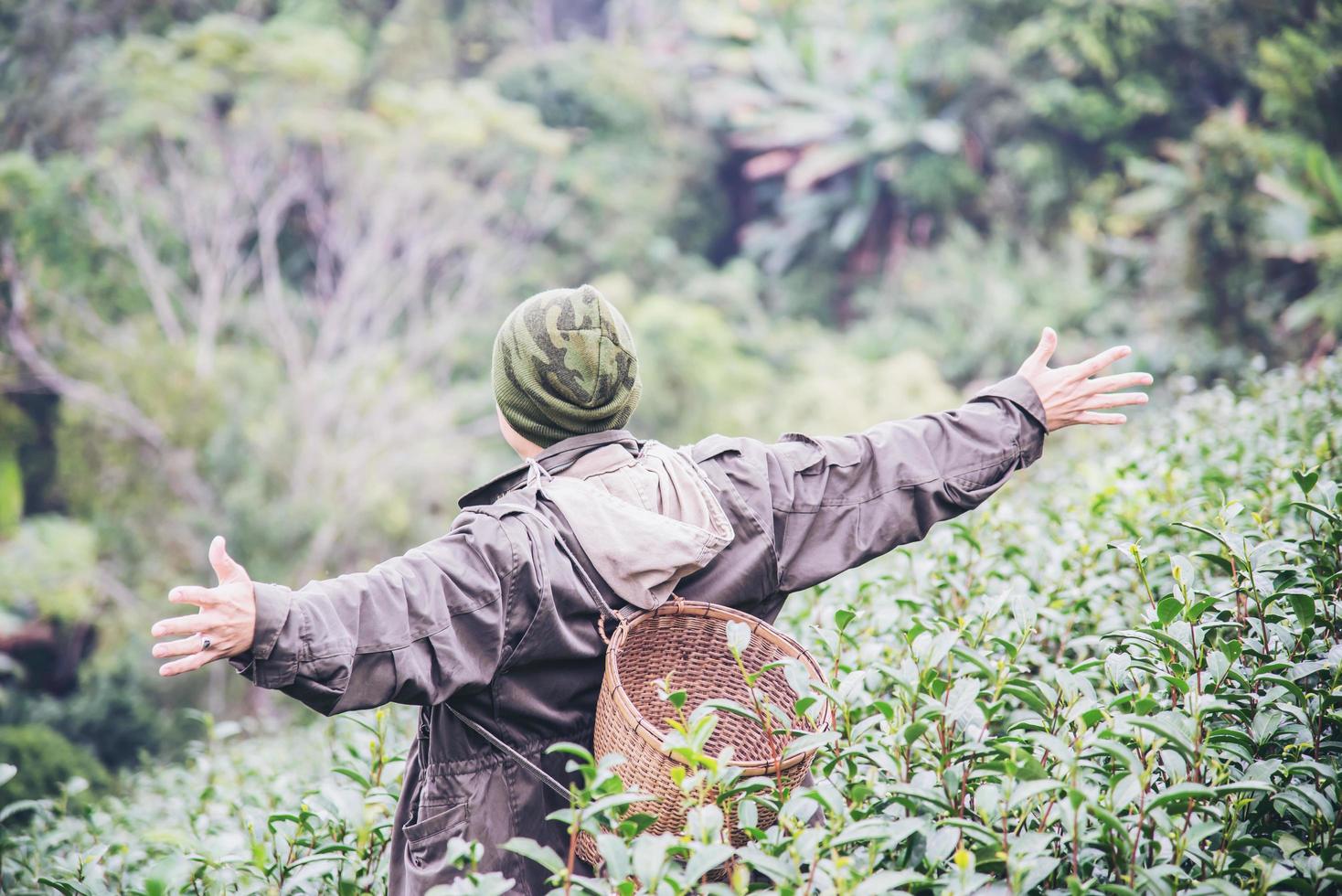 el hombre cosecha recoger hojas de té verde frescas en el campo de té de las tierras altas en chiang mai tailandia - gente local con agricultura en el concepto de naturaleza de las tierras altas foto