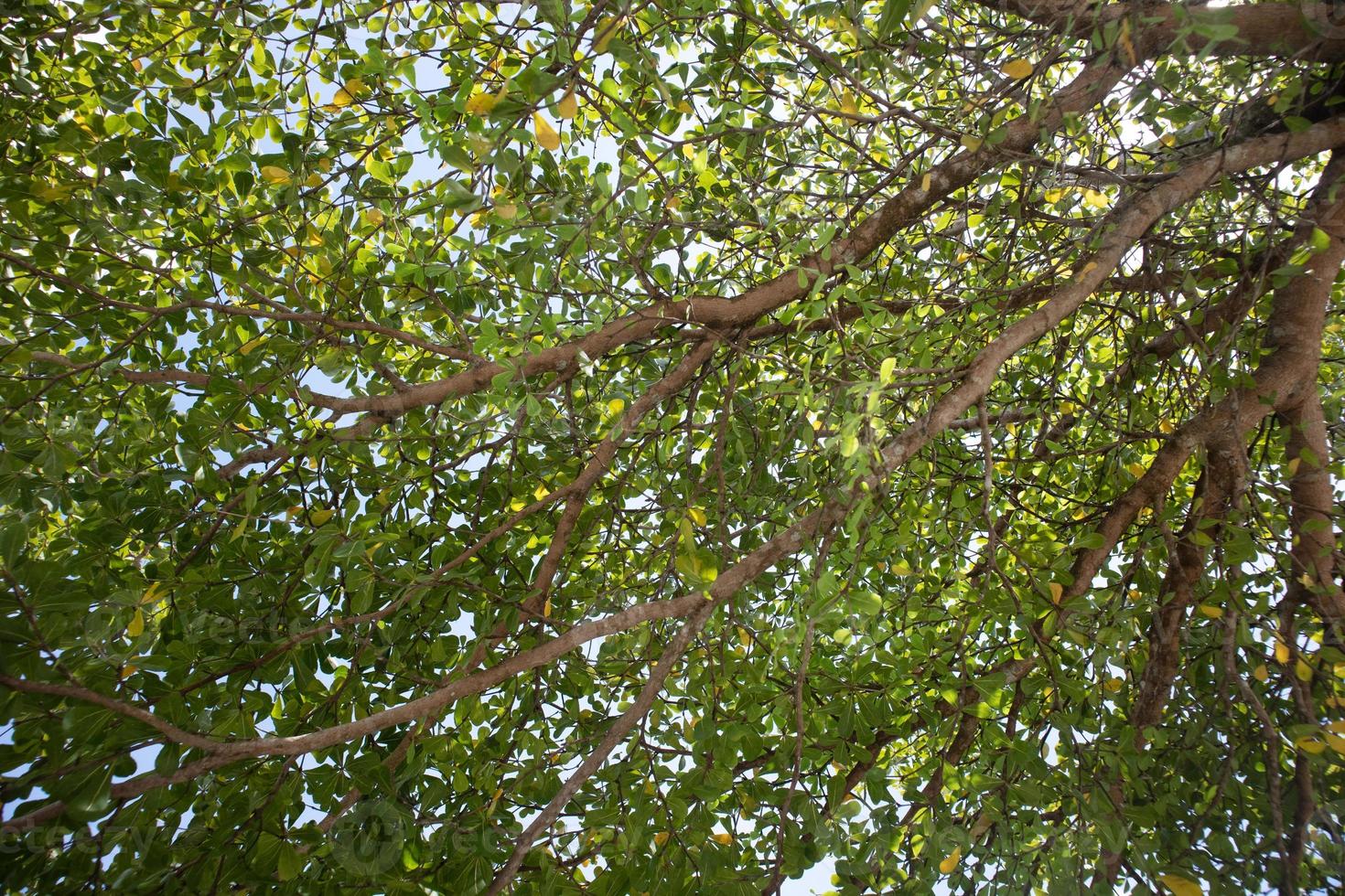 hoja pequeña en la vista del árbol desde abajo, ir a la foto del concepto verde, salvar la tierra y el día de la tierra