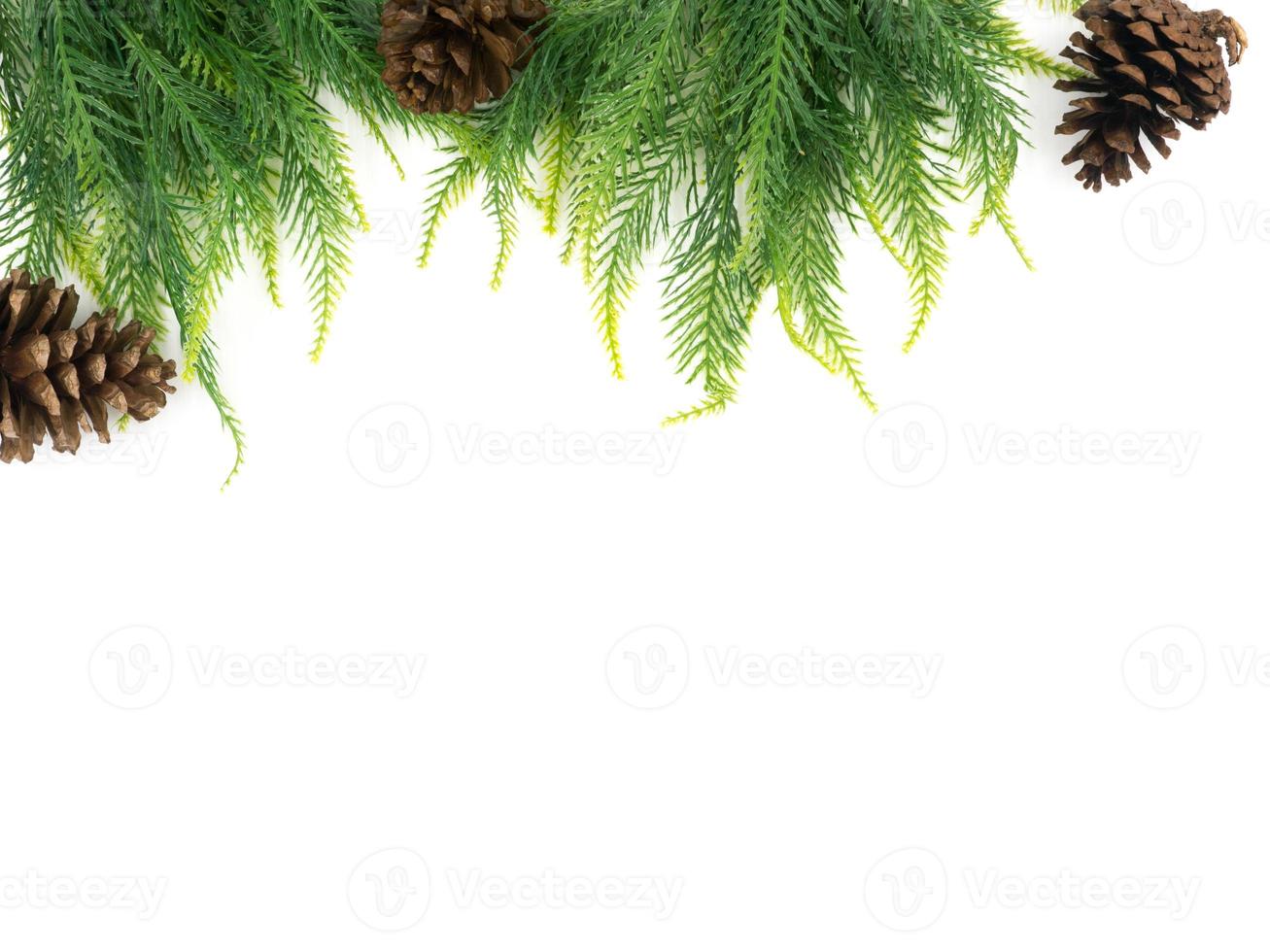 Fir tree with Pine cones on white background photo