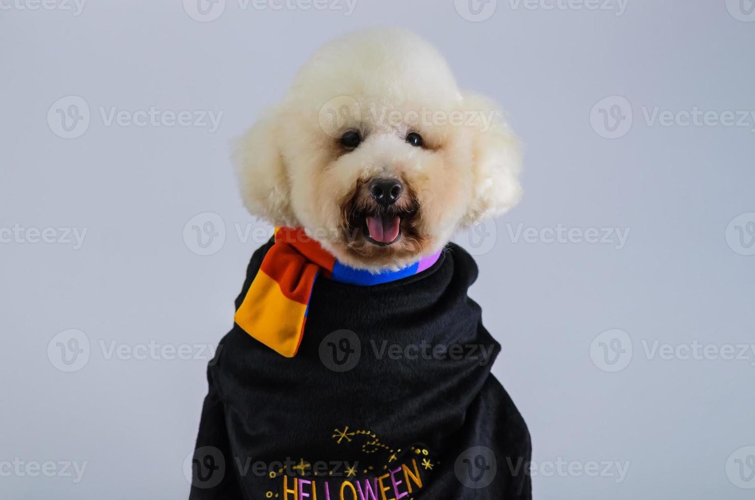 Selective focus on eyes of adorable white Poodle dog wearing Halloween costume with happy face on white color background. photo