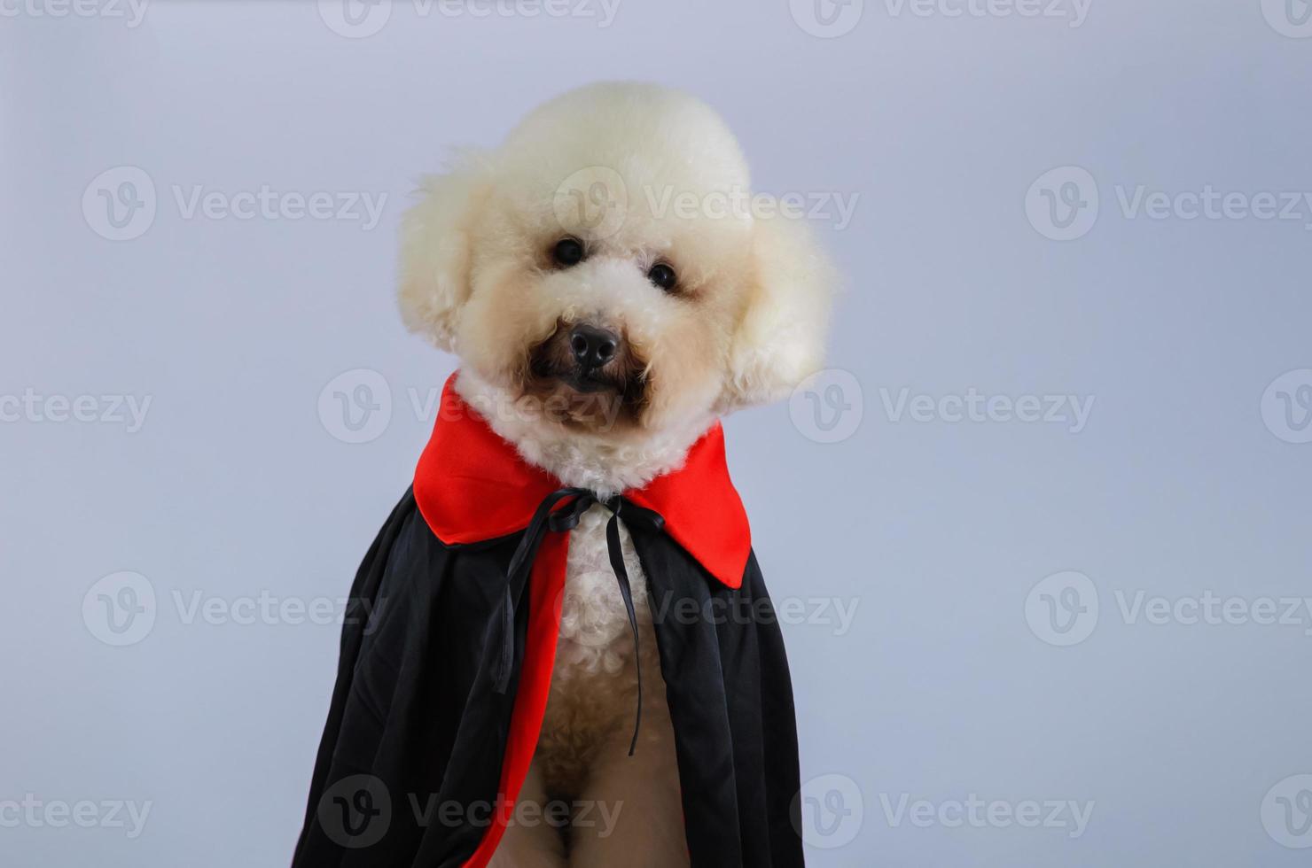 Selective focus on eyes of adorable white Poodle dog wearing Halloween Dracula costume on white color background. photo