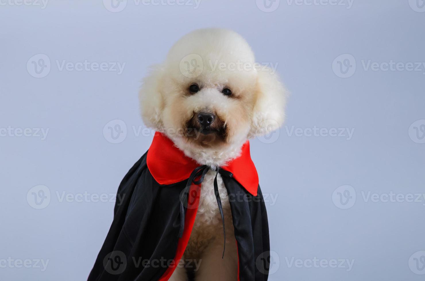 Selective focus on eyes of adorable white Poodle dog wearing Halloween Dracula costume on white color background. photo