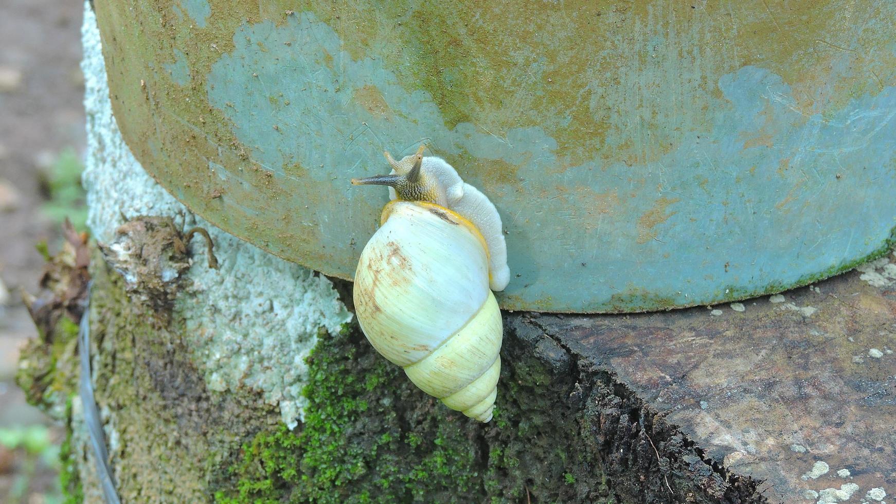 a crawling white snail photo