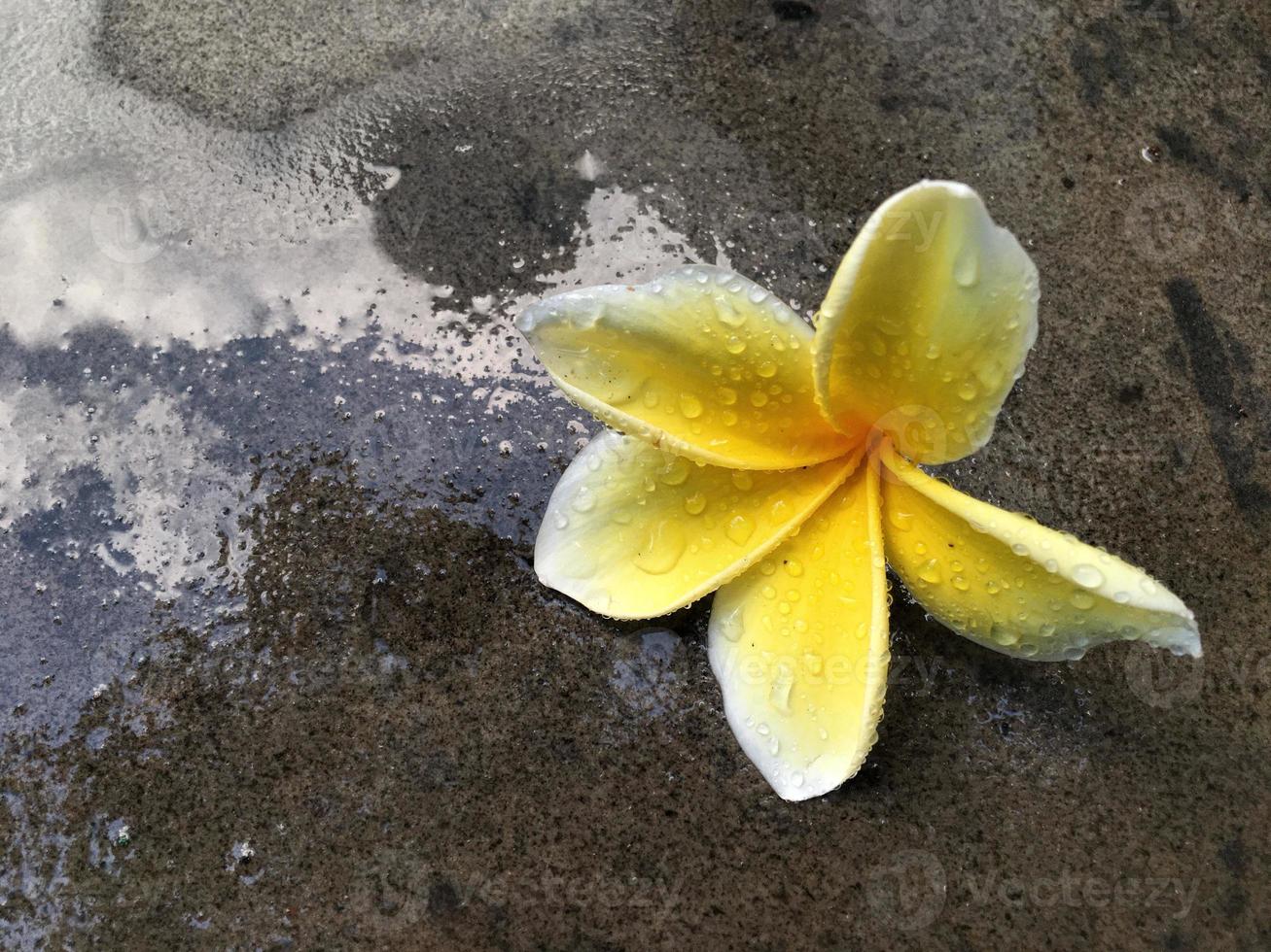 frangipani flowers, Frangipani, Pagoda tree or Temple tree on natural background. photo