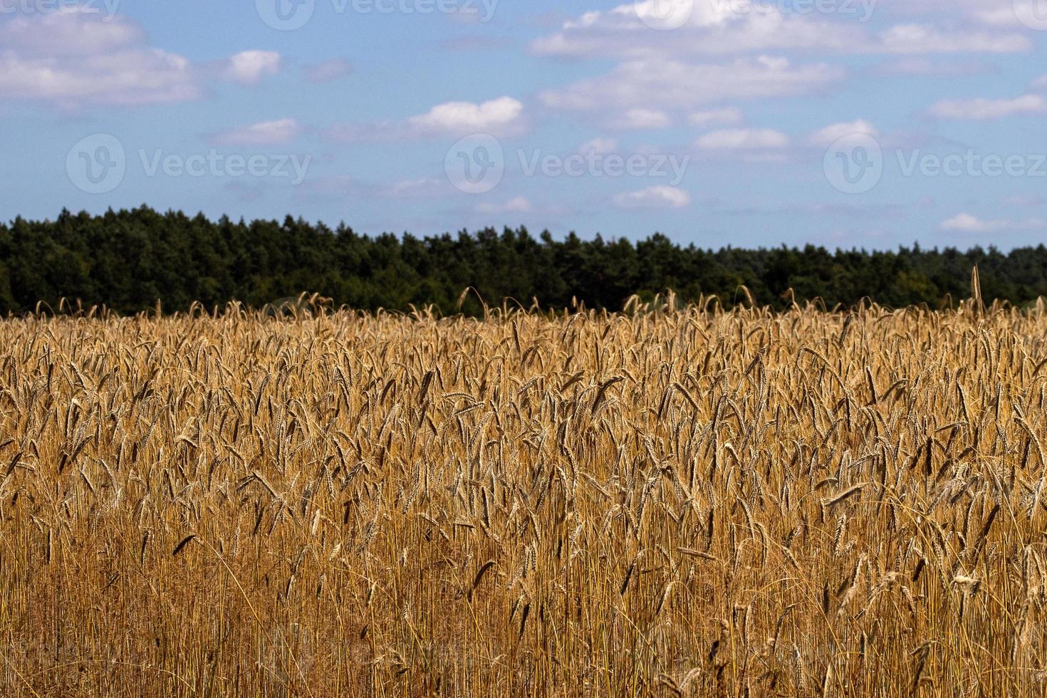 Barley field at the edge of the forest photo