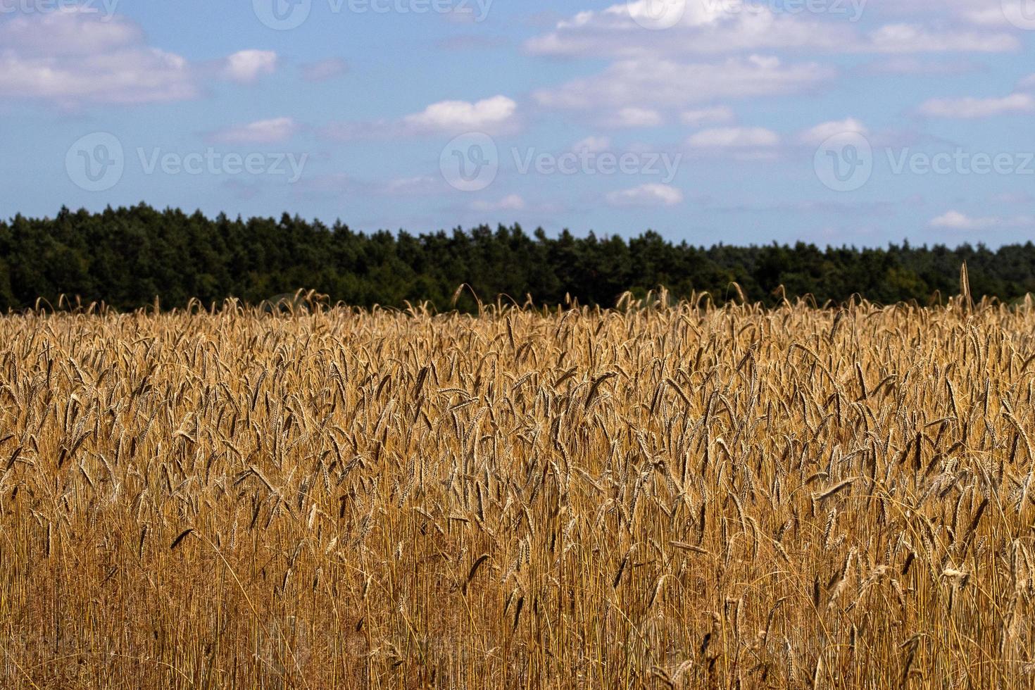 campo de cebada al borde del bosque foto