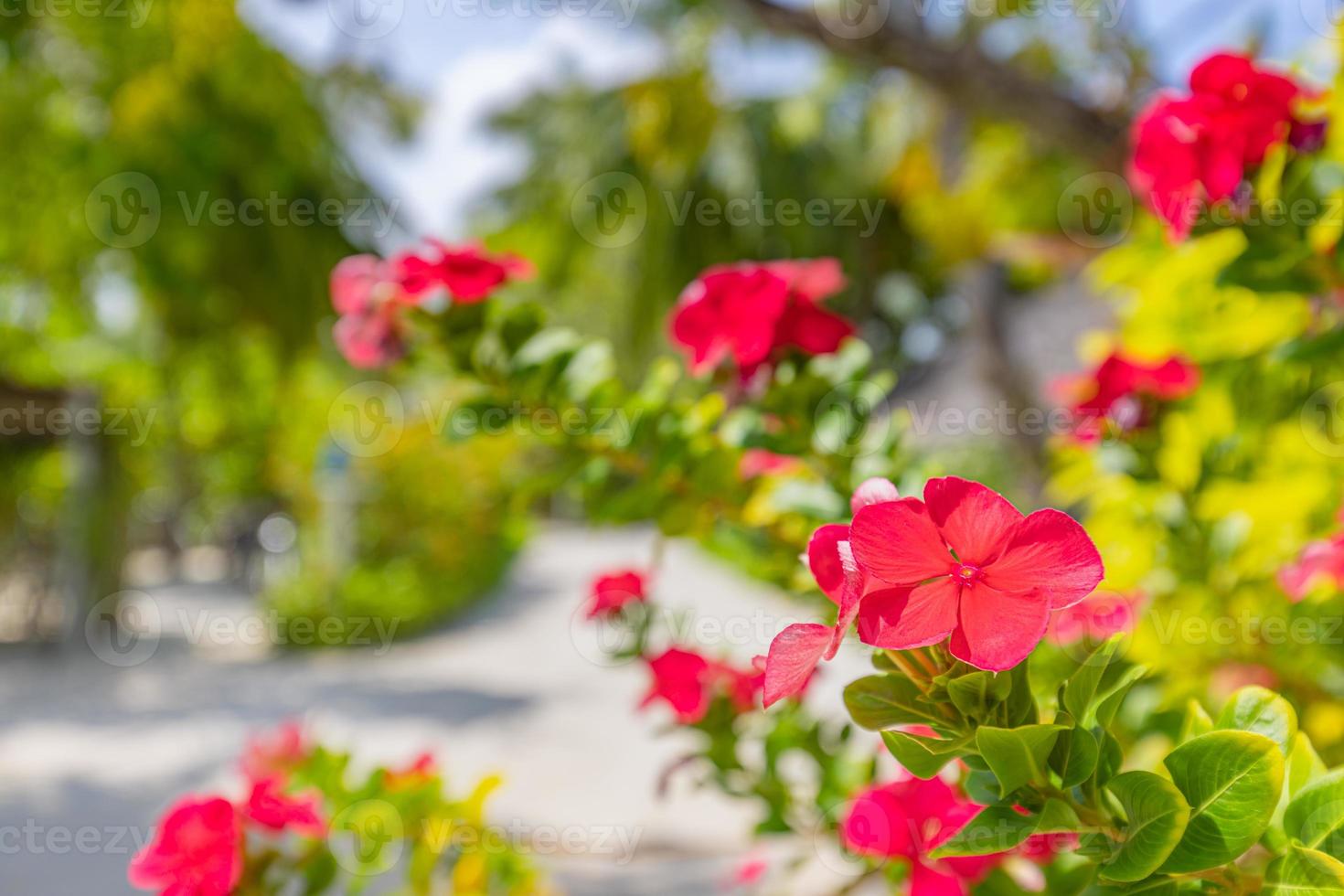 Red pink little blossoming flowers. Sunny tropical garden park, blooming floral closeup photo