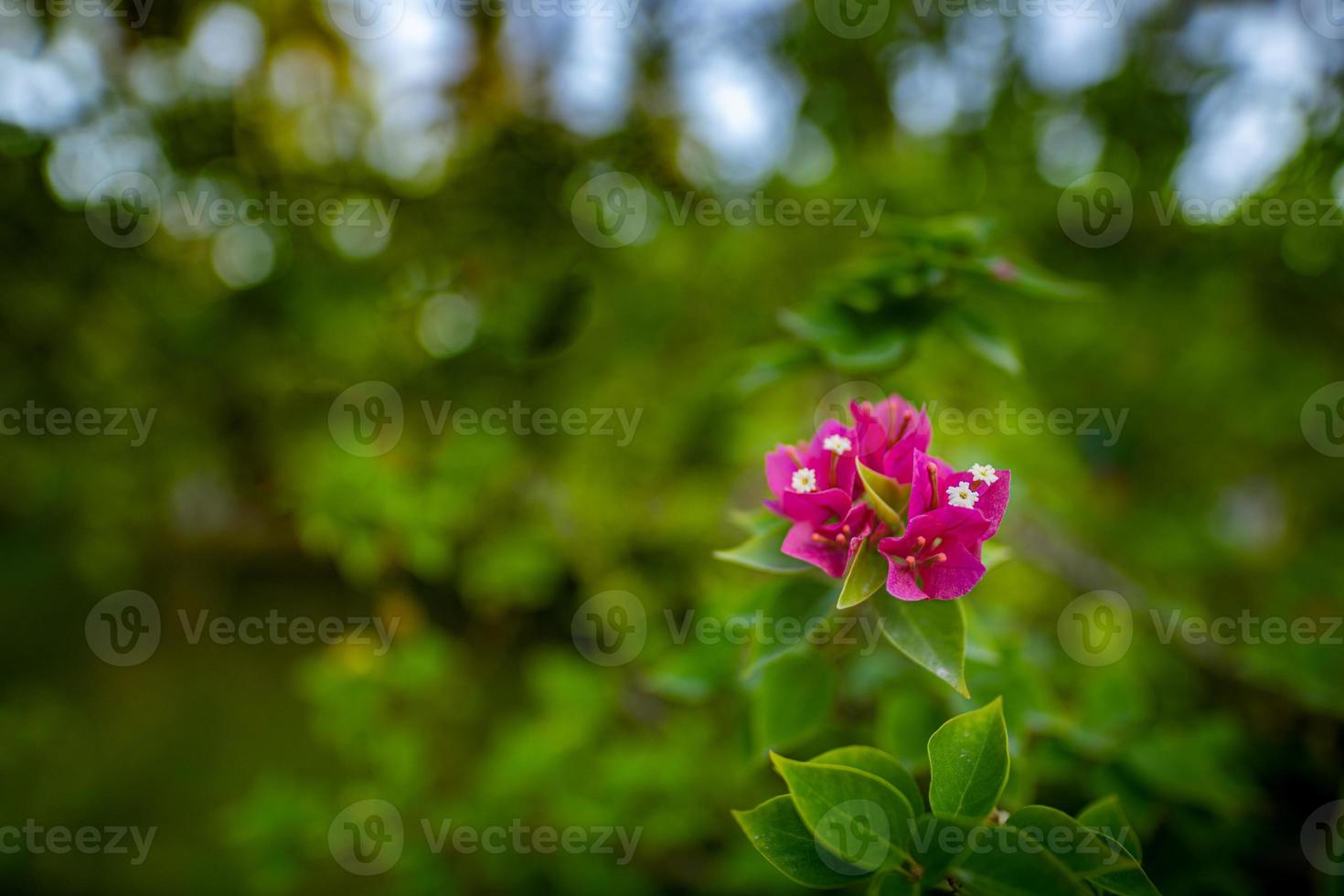 jardín floral tropical, follaje borroso. floreciente buganvilla rosa púrpura. flores de buganvillas moradas. flores de buganvillas como fondo. fondo floral foto