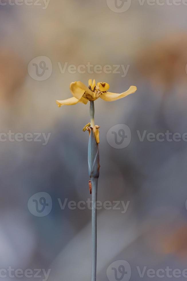 Moody Yellow Flower photo