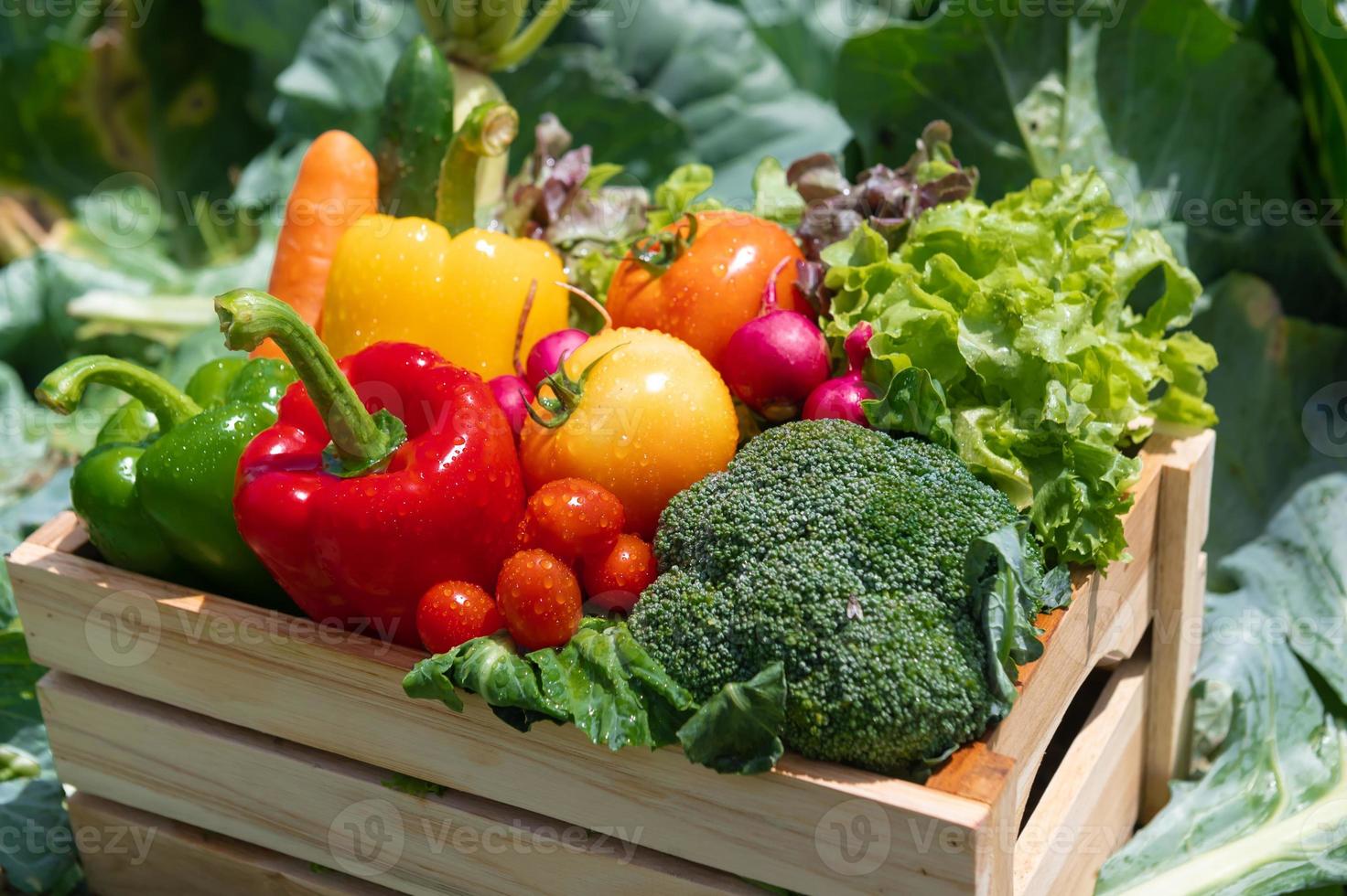 Wooden crate filled with fresh organic vegetables in farm photo