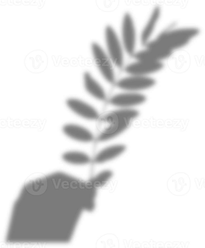 suddig skugga av kvinnlig hand som håller en kvist med löv png