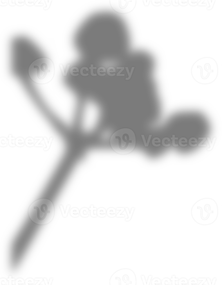 superposition esthétique d'ombre de feuille png