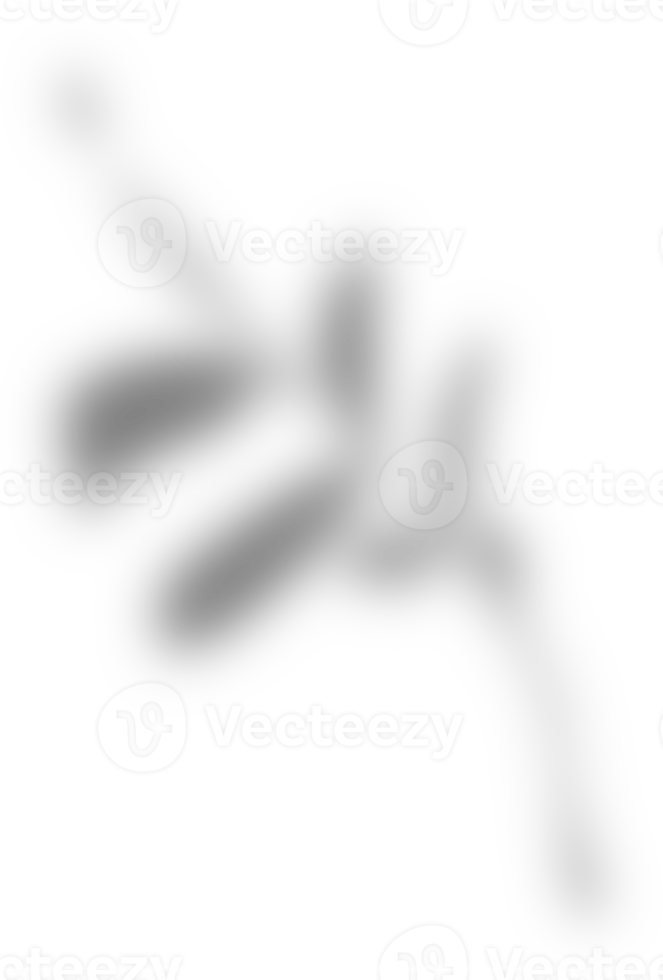 Blattschatten ästhetische Überlagerung png