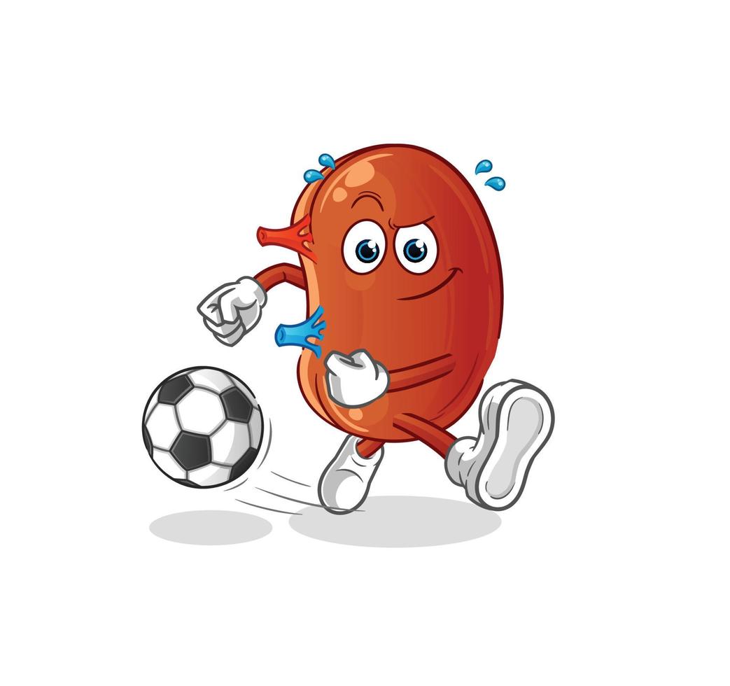 kidney cute vector
