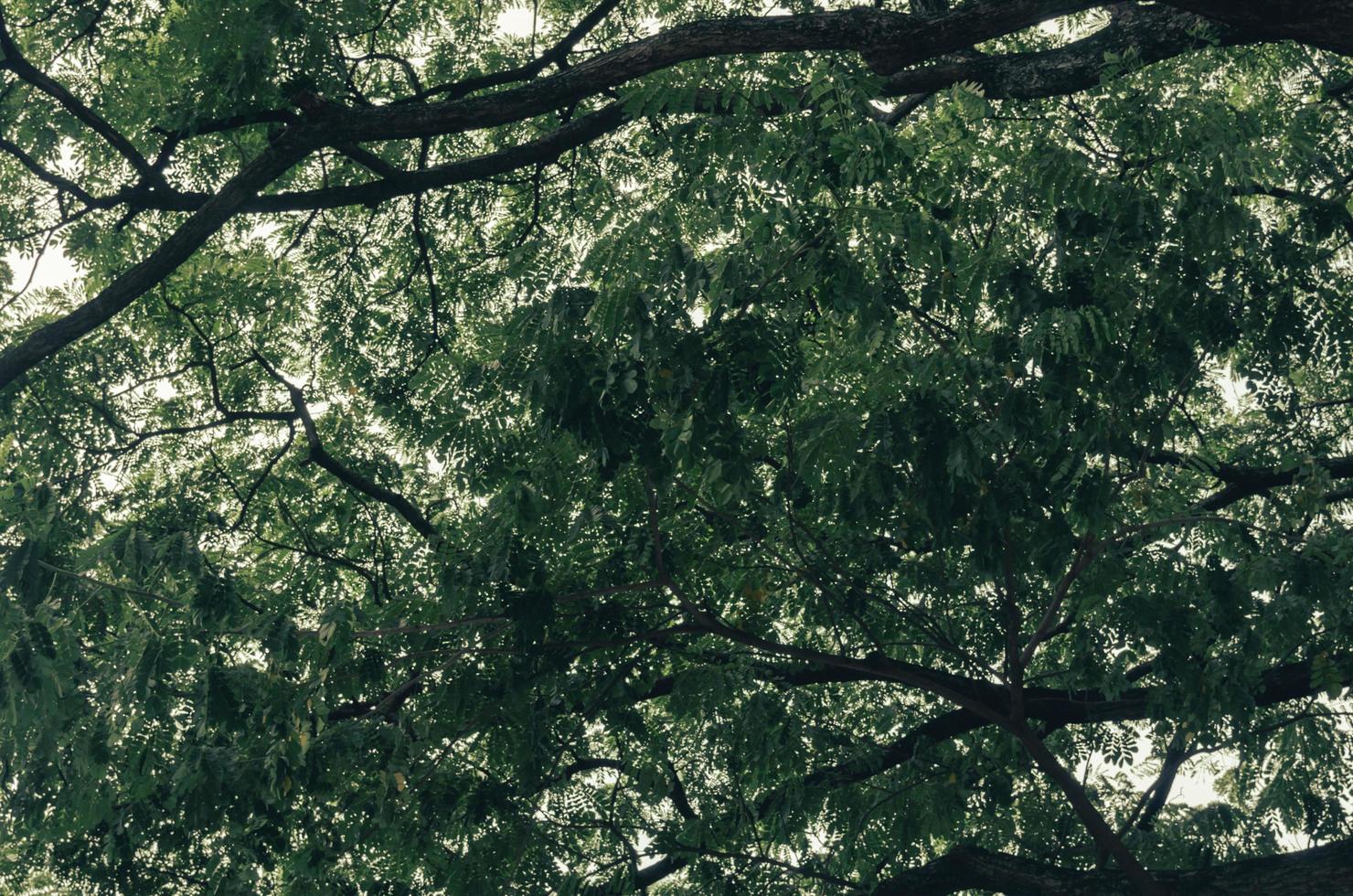 high angle shot of a large green tree on the background. photo