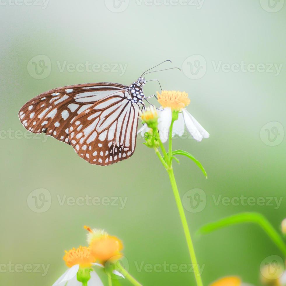 Beautiful butterflies in nature are searching for nectar from flowers in the Thai region of Thailand. photo