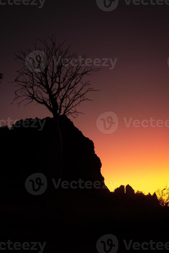 Silhouette of a boab tree at sunset photo