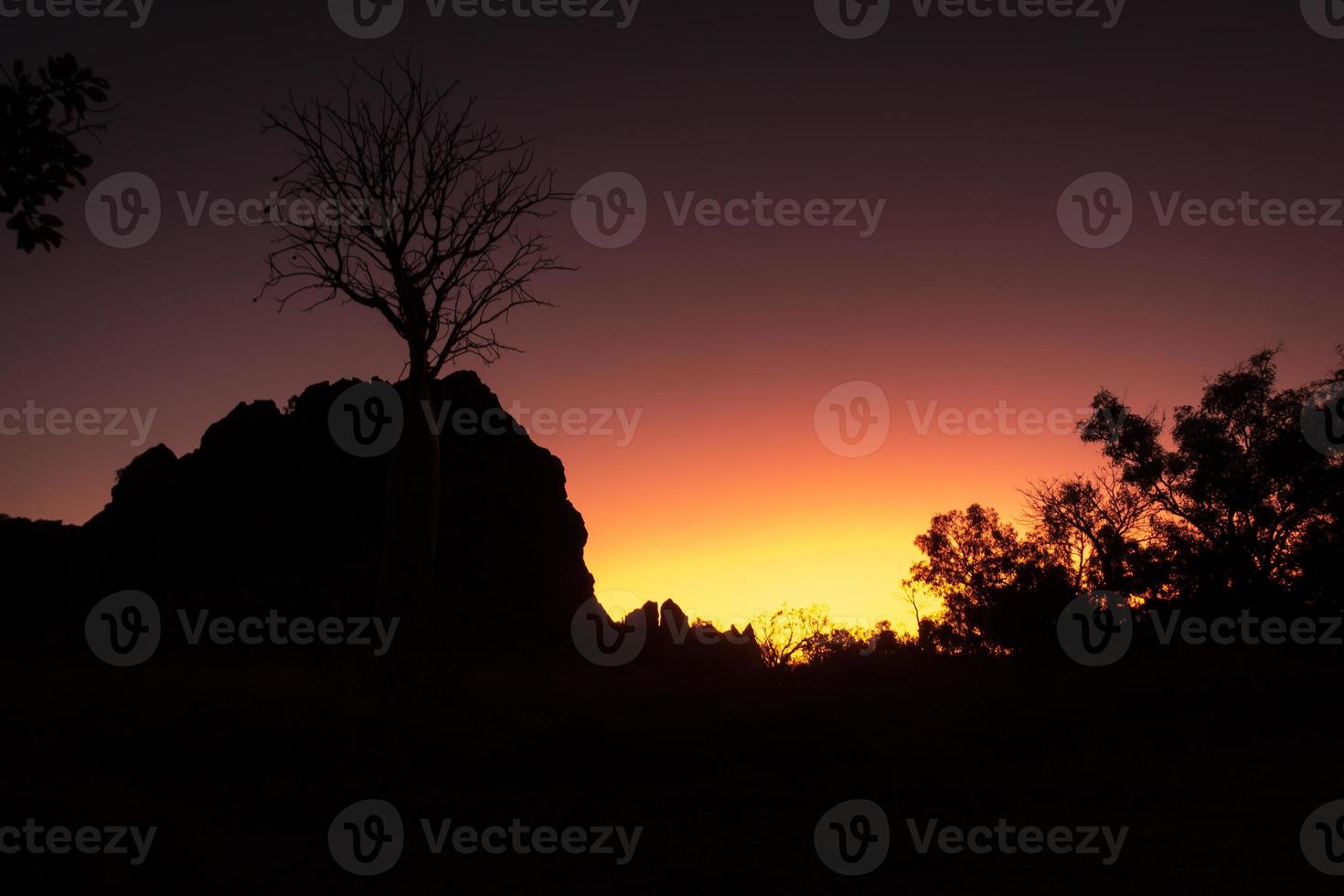 Silhouette of a boab tree at sunset photo