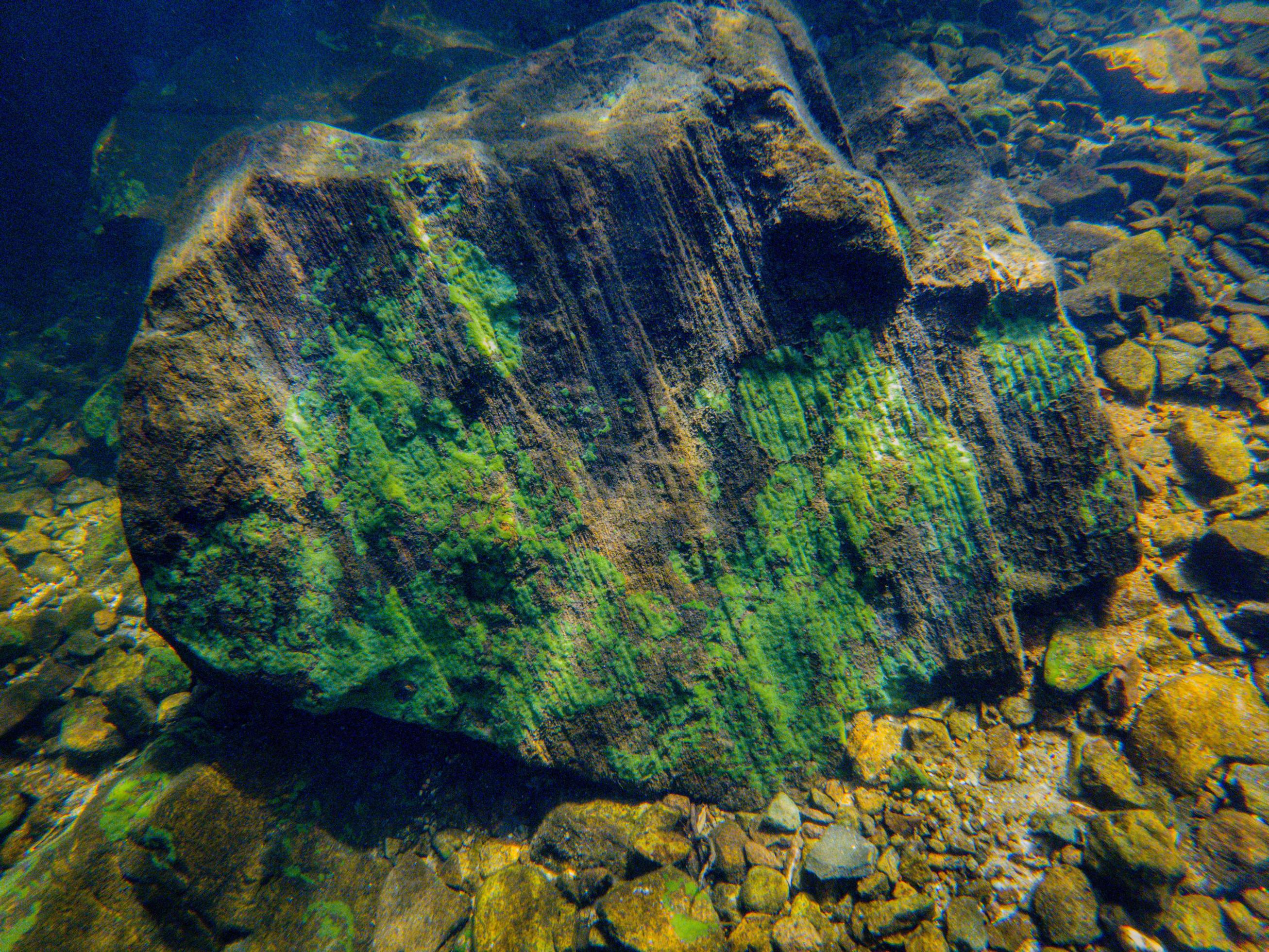 Underwater Algae Growing On Rock 10112203 Stock Photo At Vecteezy