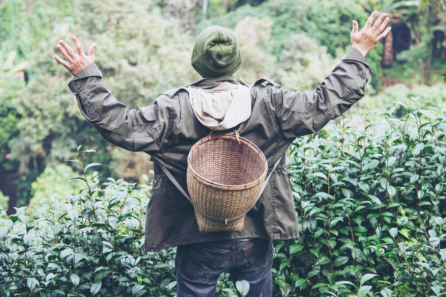 Man harvest pick fresh green tea leaves at high land tea field in Chiang Mai Thailand - local people with agriculture in high land nature concept photo