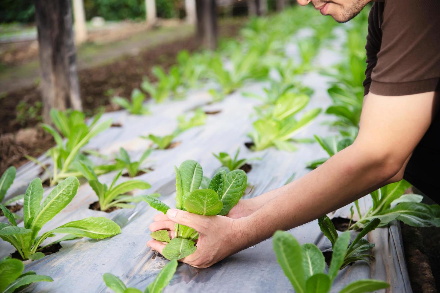 Farm man working in his organic lettuce garden - smart farm people in clean organic agricultural concept photo