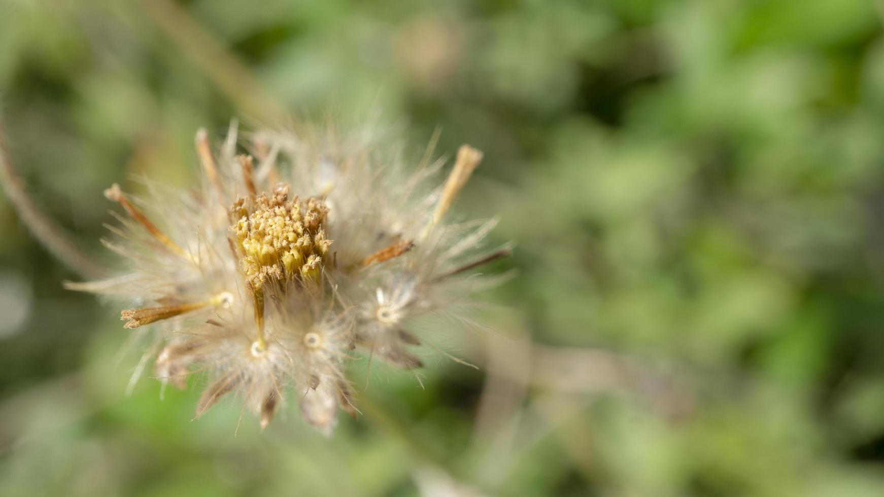 semillas de malezas tridax procumbens a la luz del sol foto