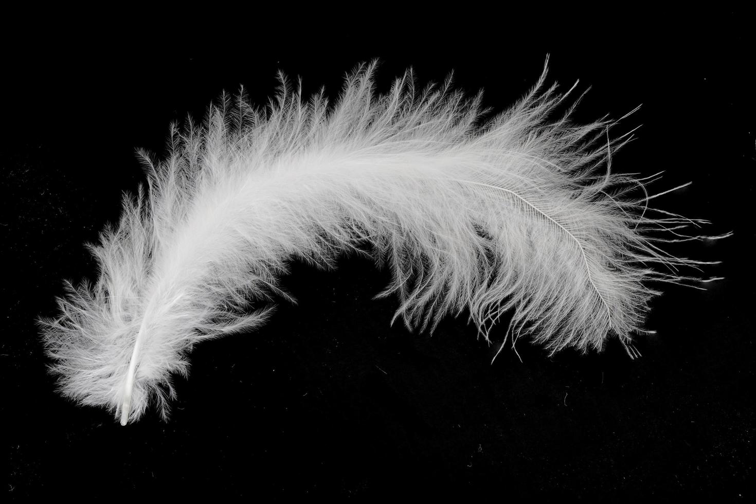 White feathers on a black background photo