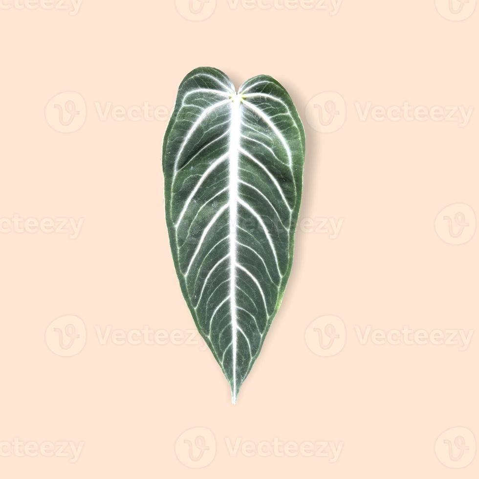 Young leaf of Anthurium villenaorum belongs to the flowering anthurium in the aroid family Araceae on background. photo