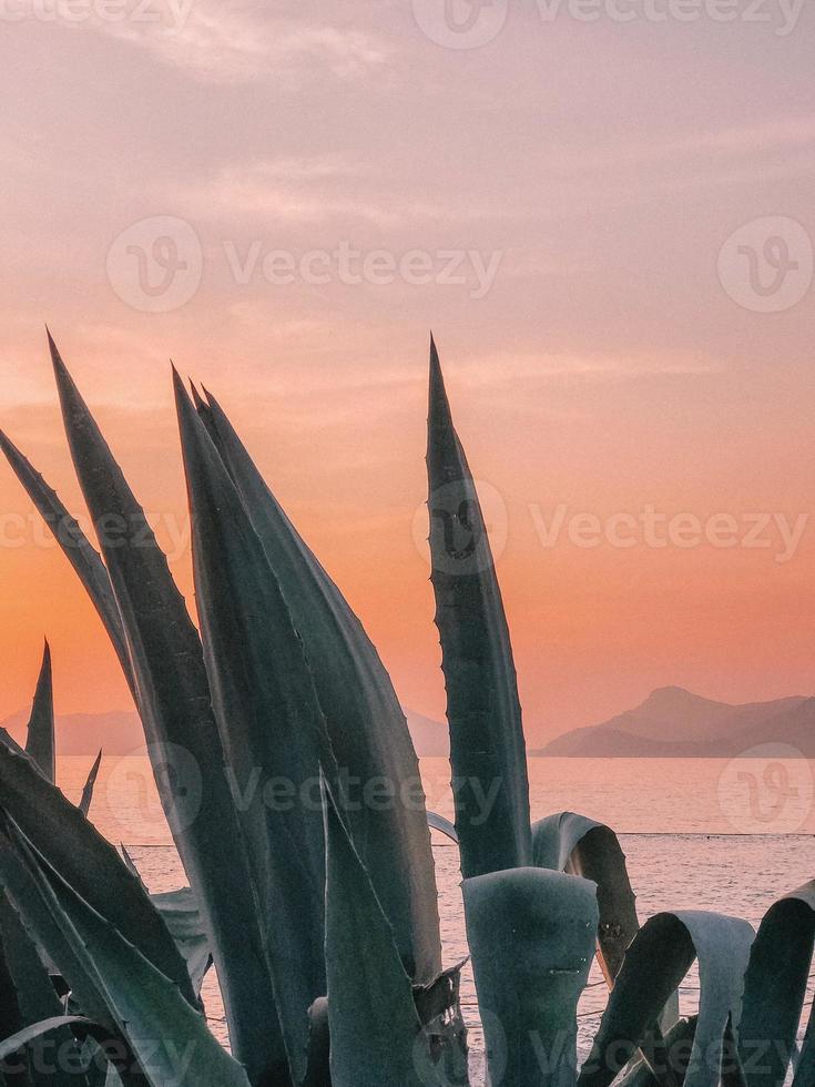 Beautiful landscapes it the Ocean Beach jetty with growth and pier photo