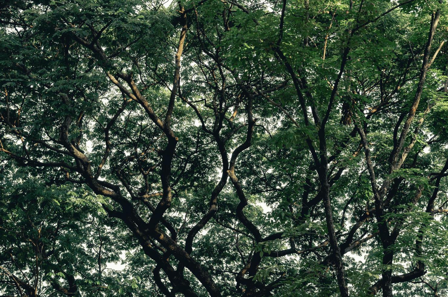 high angle shot of a large green tree on the background. photo