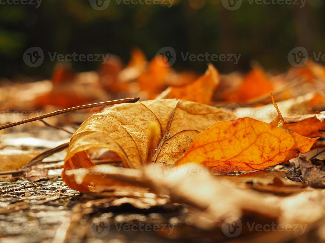 A close shot of an alone but beautiful dry leaf in the garden of Ataturk Arboretum on an autumn day, in Istanbul, Turkey. photo