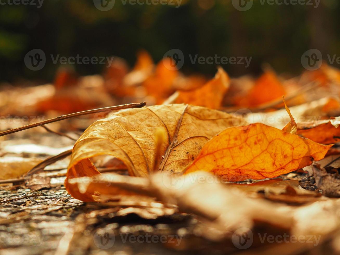 un tiro cercano de una sola pero hermosa hoja seca en el jardín del arboreto de ataturk en un día de otoño, en estambul, turquía. foto