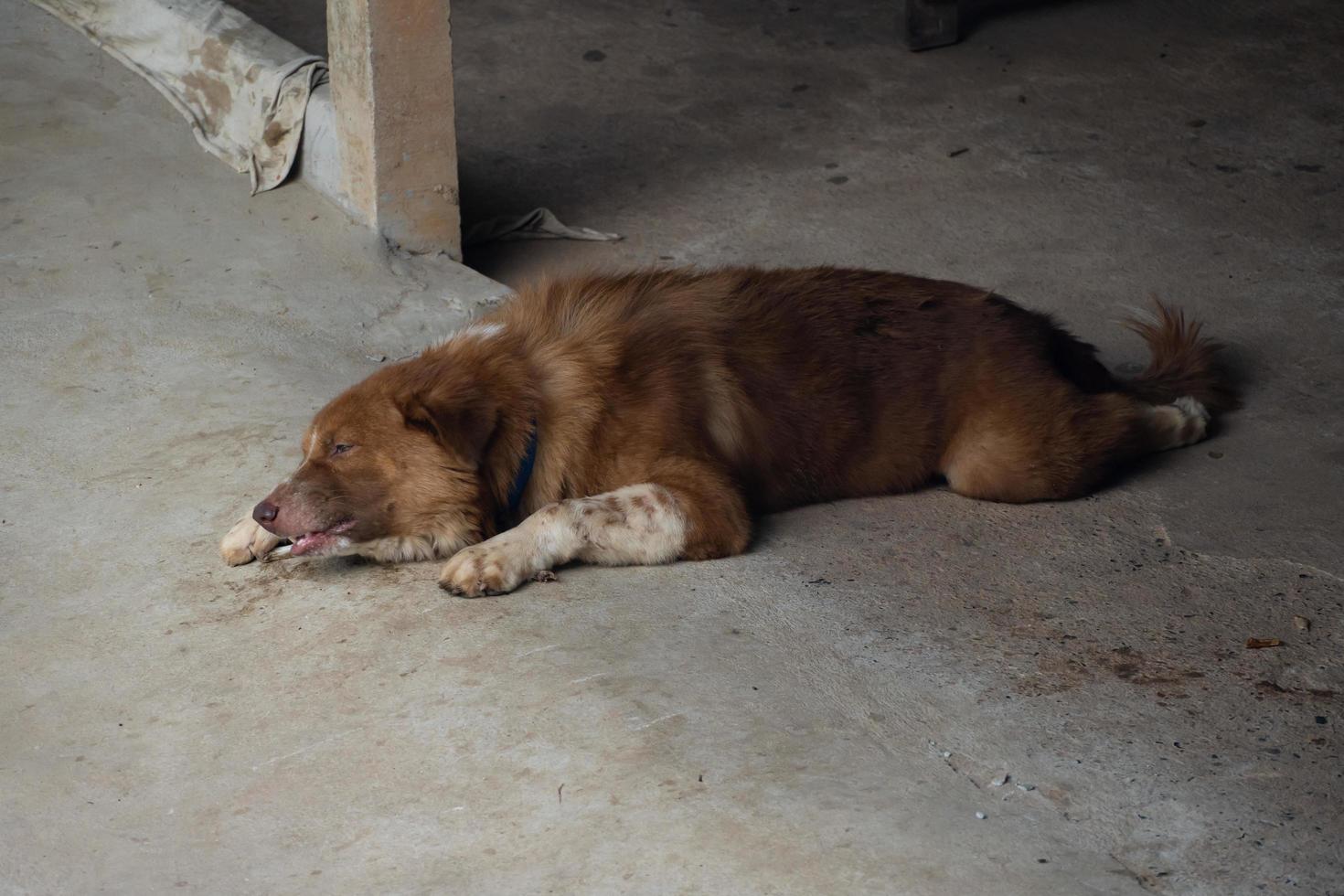 A brown dog sleeps deliciously eating chicken bones on the concrete floor. photo