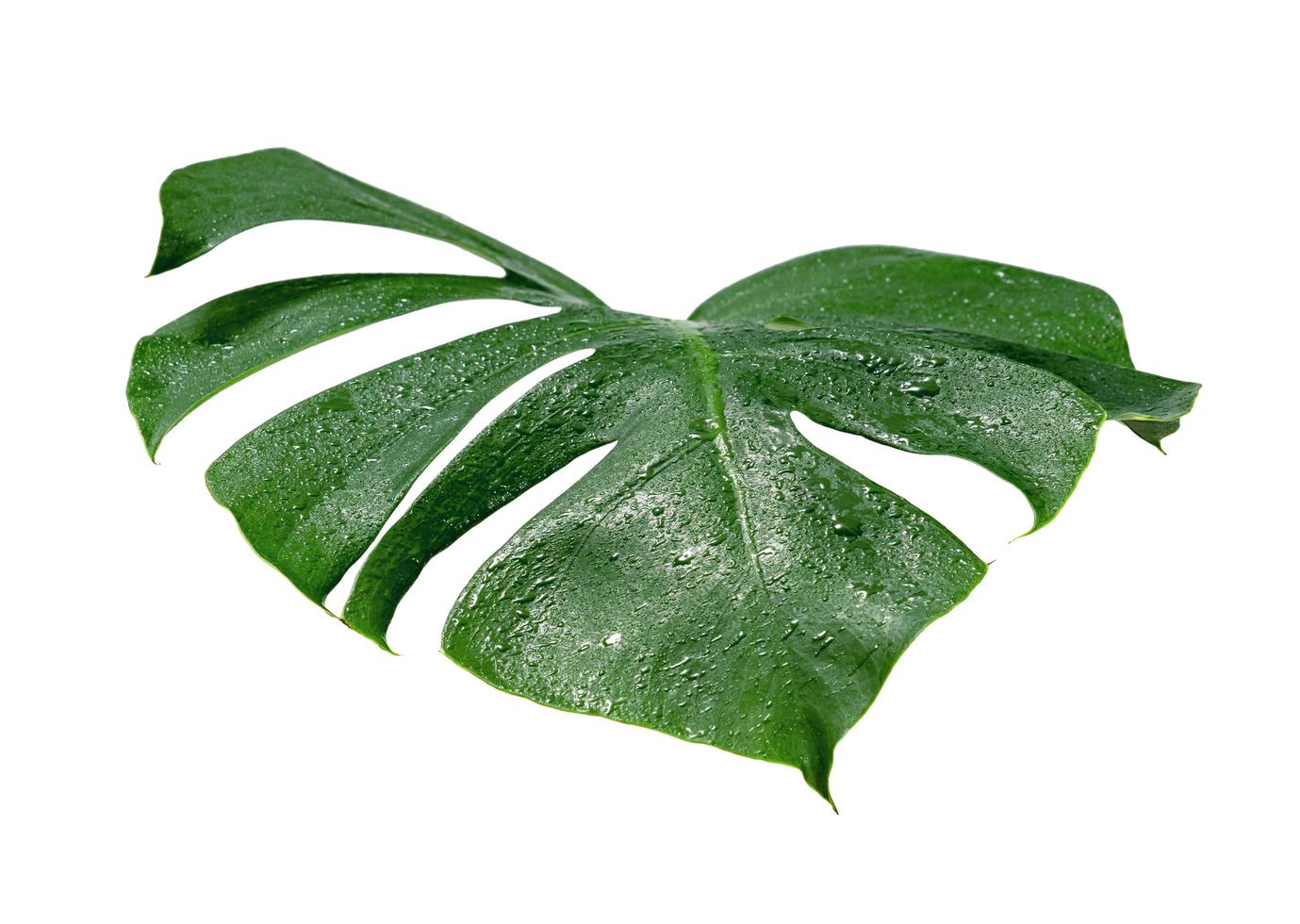 Green leaves pattern,leaf monstera with water drop isolated on white background photo