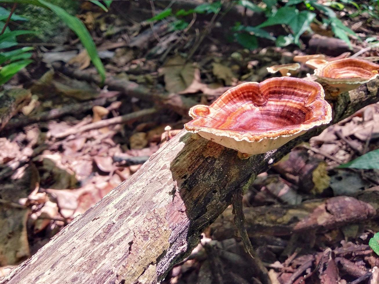 un hongo rojo se genera en un árbol muerto. foto