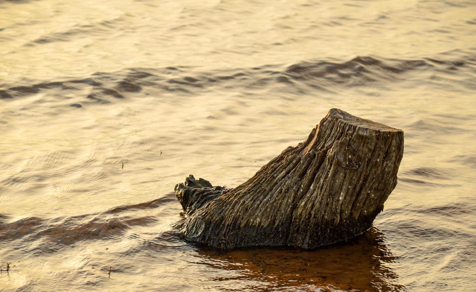 Dry tree stump on the water surface after the water level recedes. Concept. Water crisis. Global warming. photo