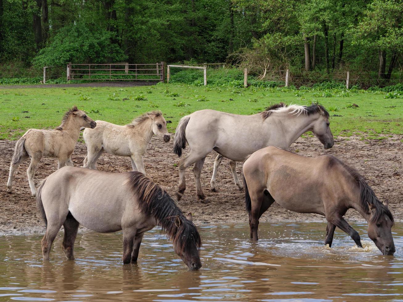 wild horses in westphalia photo