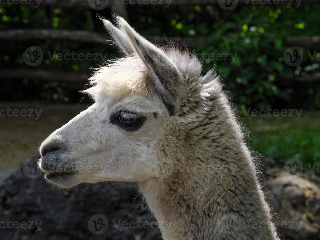 animals in the zoo photo
