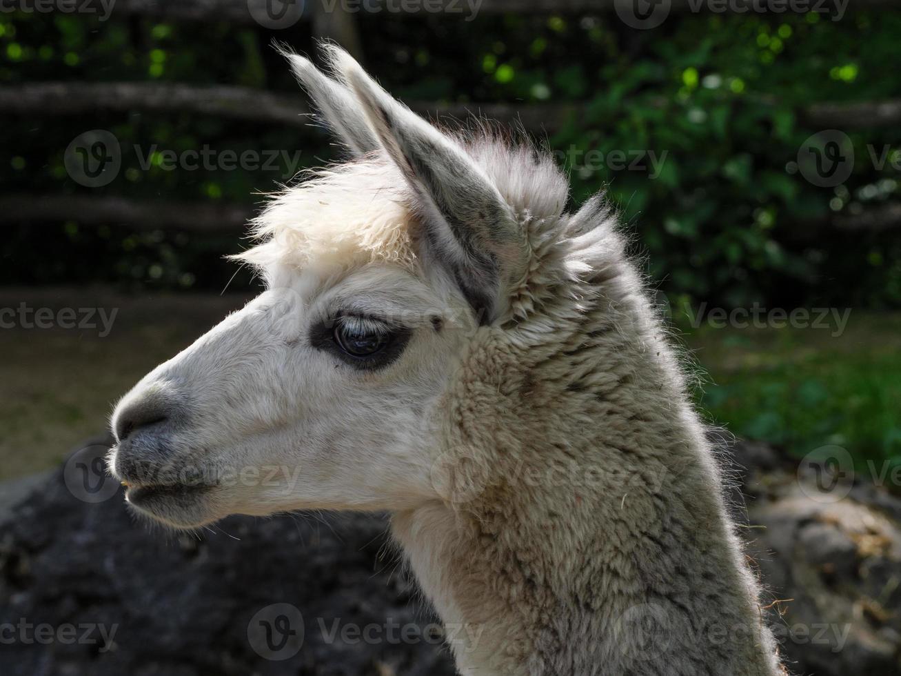 animales en el zoológico foto