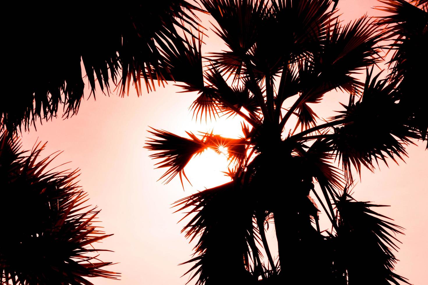 dark sugar palm photo