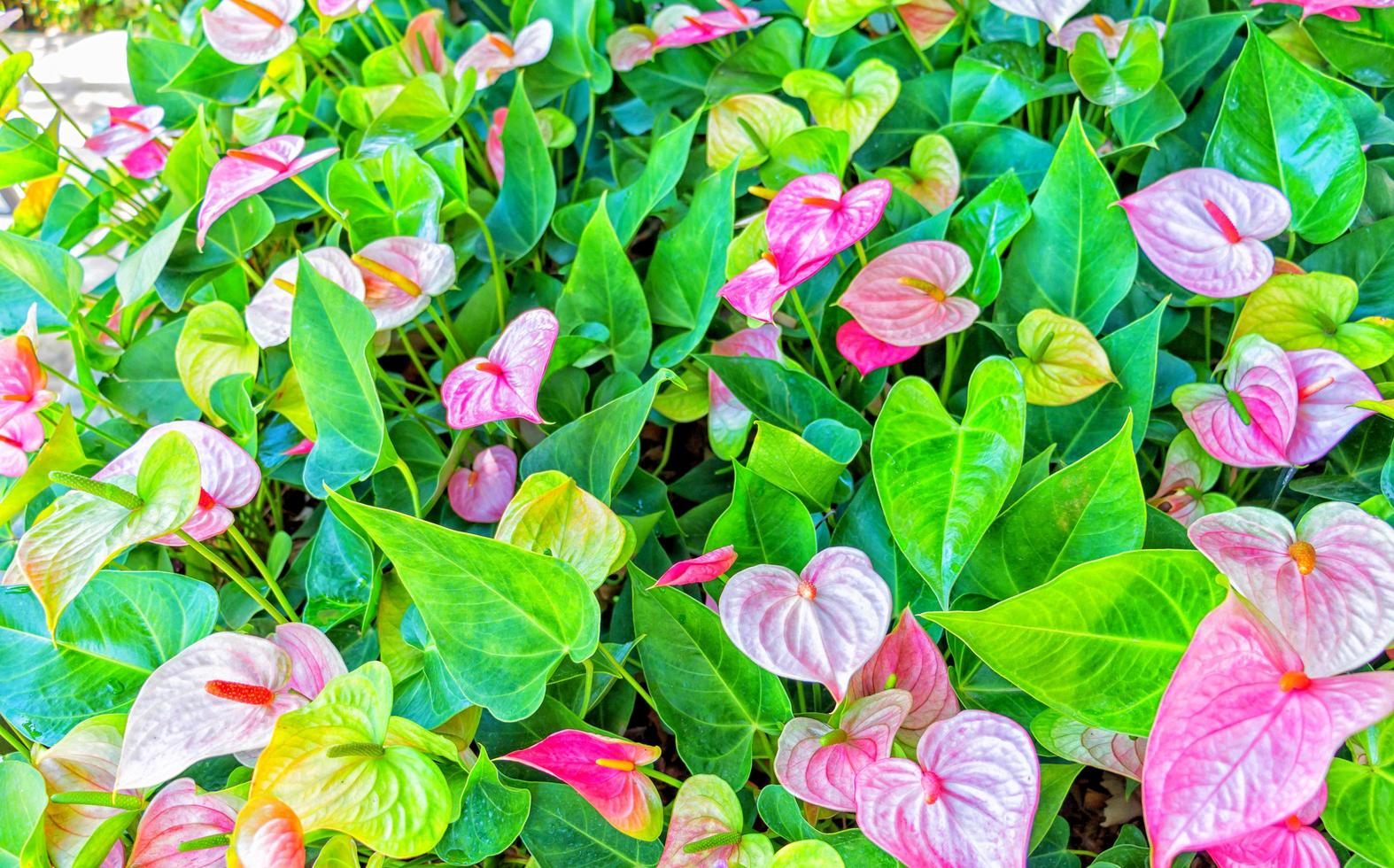 high contrast anthurium flowers photo