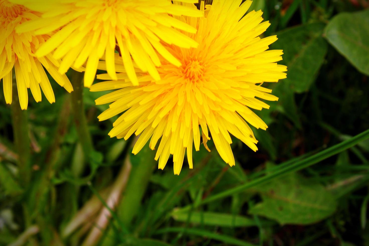 Yellow common dandelion Taraxacum officinale blooming photo