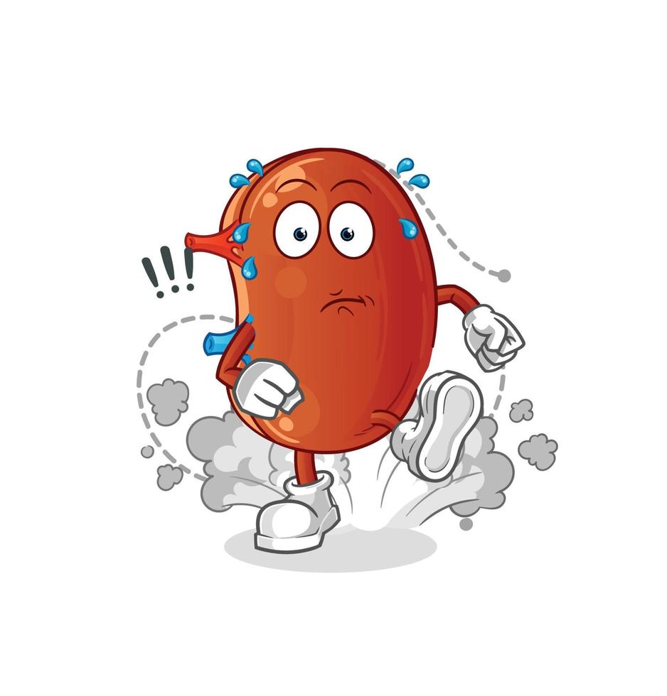 human kidney vector