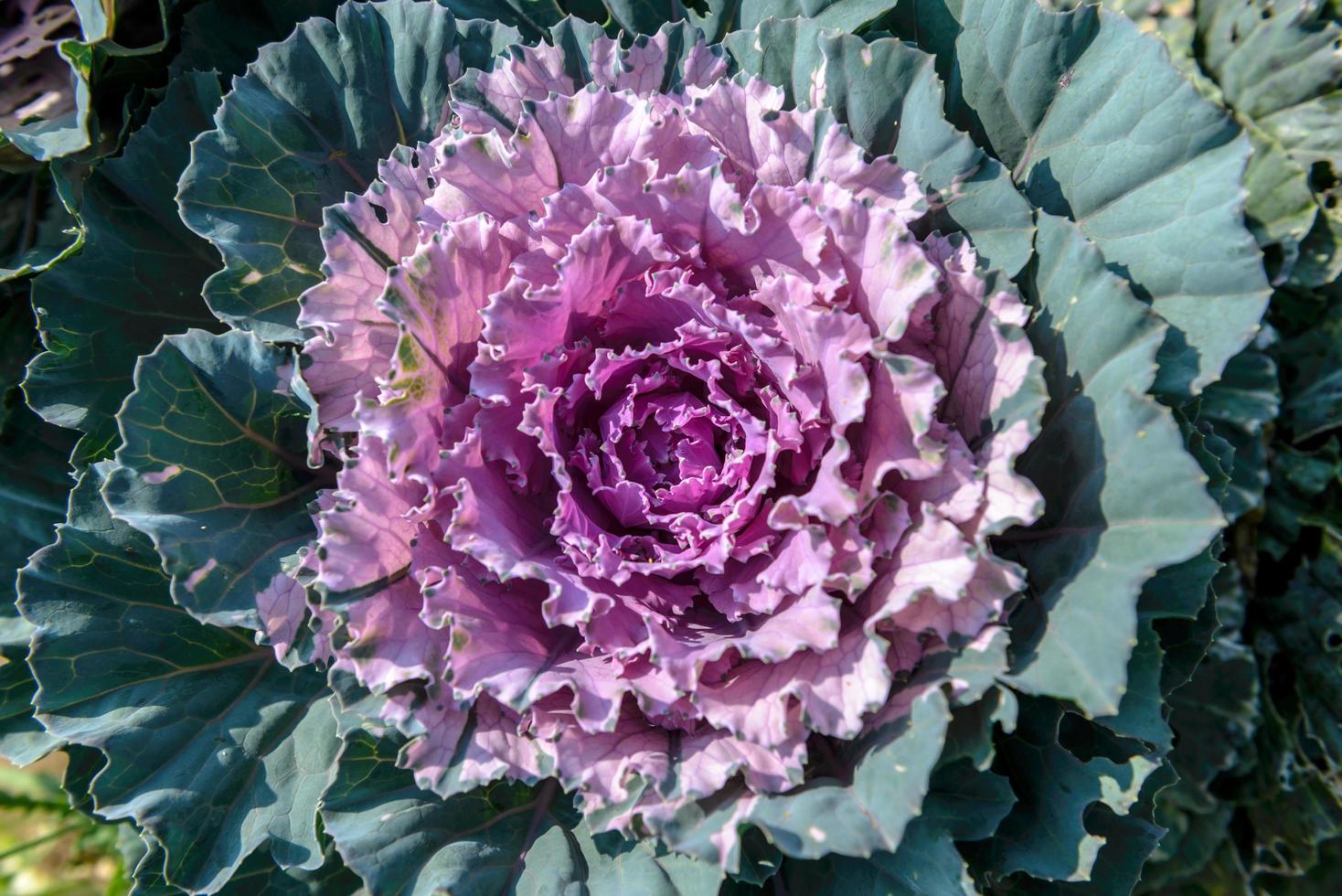 Fresh purple - green cabbage in the agriculture fields - top view photo
